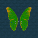 Butterfly's Passenger